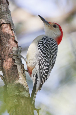 Red-bellied Woodpecker 