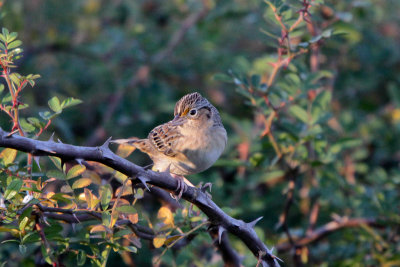 Grasshopper Sparrow 