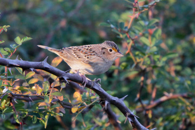 Grasshopper Sparrow