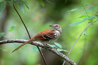 Brown Thrasher