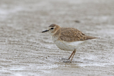 Mountain Plover