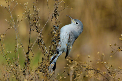 Blue-gray Gnatcatcher