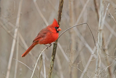 Northern Cardinal