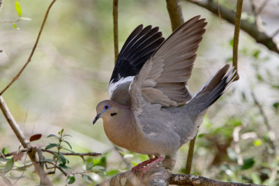 White-winged Dove 