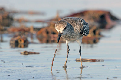 Black-bellied Plover