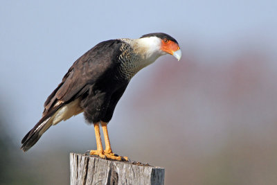 Crested Caracara