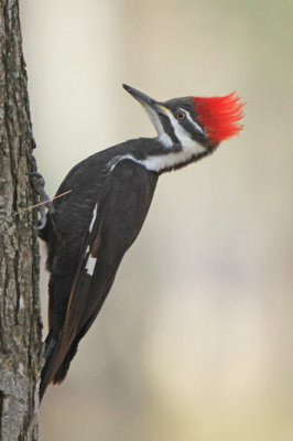 Pileated Woodpecker 