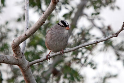 White-crowned Sparrow