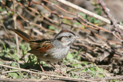 Swamp Sparrow 