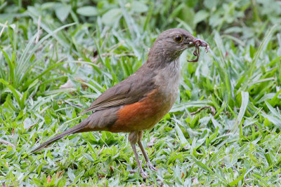 Rufous-bellied Thrush 