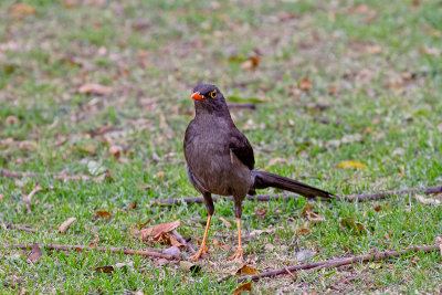 Great Thrush