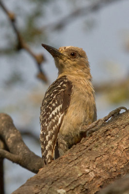 Red-crowned Woodpecker