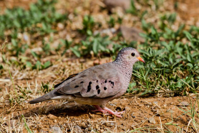 Common Ground-dove 