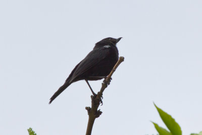 Black Flowerpiercer