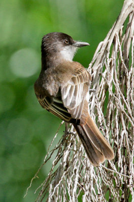 Loggerhead Kingbird