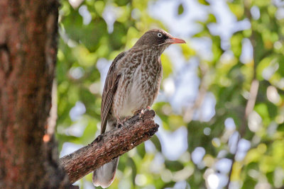 Pearly-eyed Thrasher