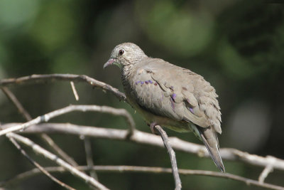 Common Ground-Dove 