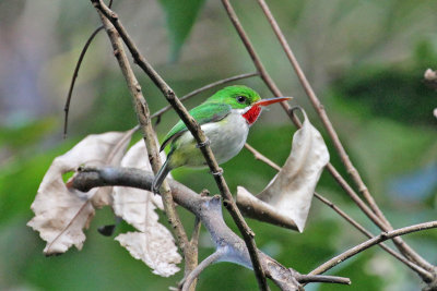 Puerto Rican Tody