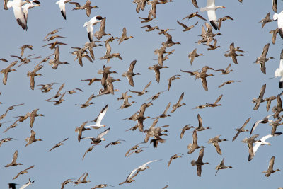 Northern Pintail
