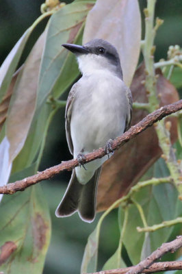 Gray Kingbird 
