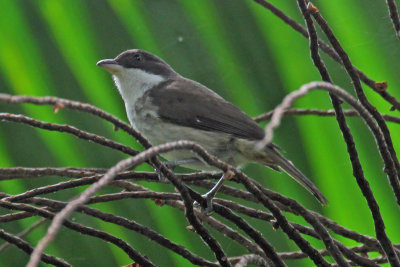 Puerto Rican Tanager