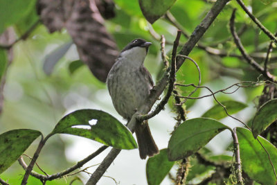 Puerto Rican Tanager 
