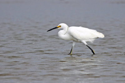 Snowy Egret 