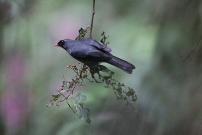 Black-faced Solitaire 