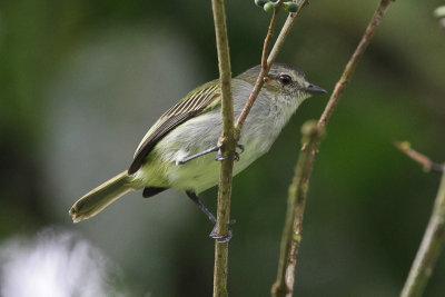 Paltry Tyannulet 