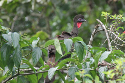 Crested Guan 