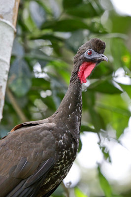 Crested Guan 