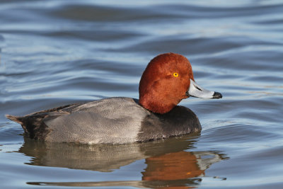 Redhead