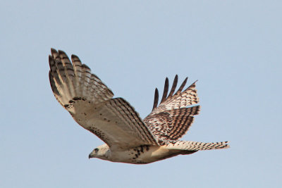 Red-tailed Hawk (Krider's) 