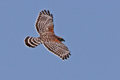 Red-shouldered Hawk 