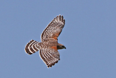 Red-shouldered Hawk