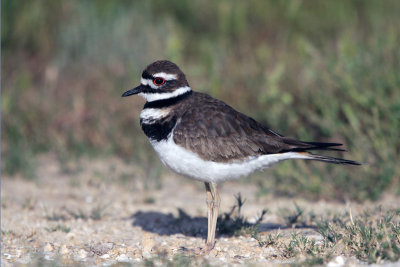 Killdeer