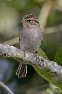 Chipping Sparrow