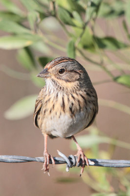 Lincolin's Sparrow 