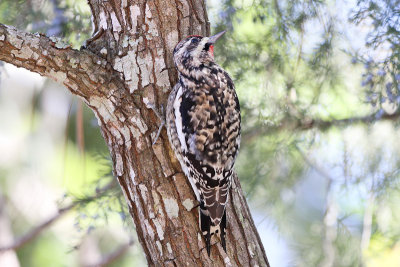 Yellow-bellied Sapsucker 