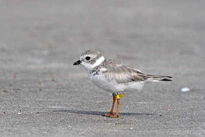 Piping Plover