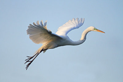 Great Egret