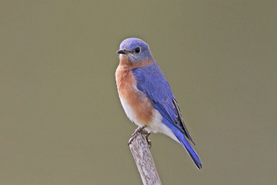 Eastern Bluebird