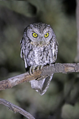 Whiskered Screech-Owl