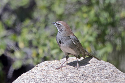 Five Striped Sparrow