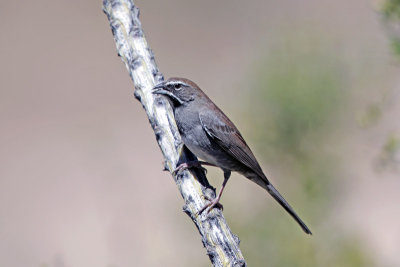 Five Striped Sparrow