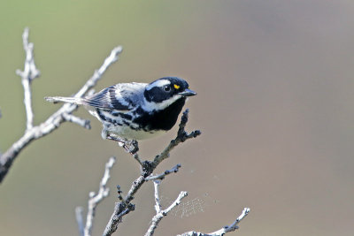 Black-throated-Gray Warbler