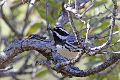 Black-throated-Gray Warbler