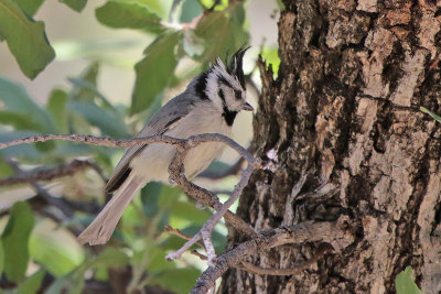 Bridled Titmouse