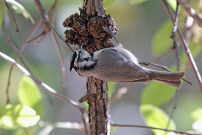 Bridled Titmouse