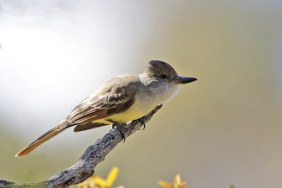 Brown-creasted Flycatcher